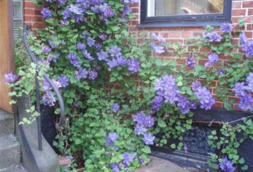 Clematis di plot