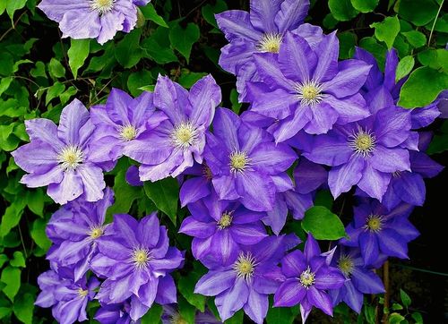 Clematis azul