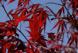 Frunze de arțar de fan roșu