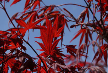 Folhas de bordo em leque vermelho