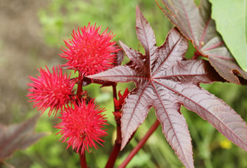 Ricinus bab ág