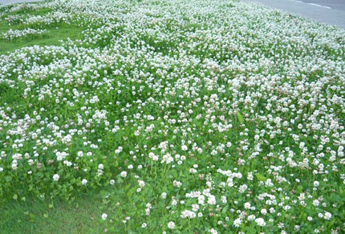 Тревна площ с бяла пълзяща детелина