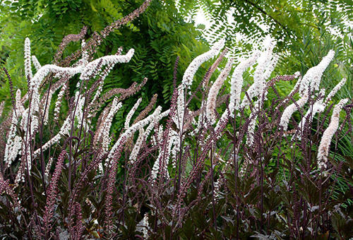 Cohosh hitam yang mekar