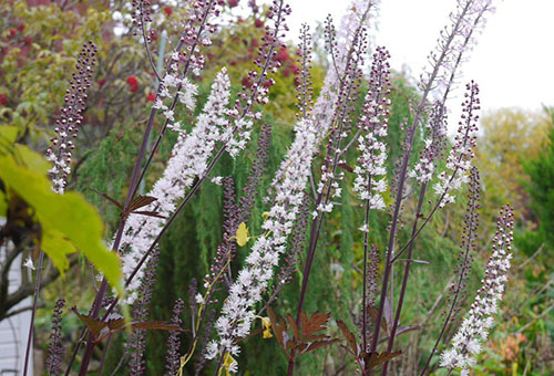 Actée à grappes noires en fleurs