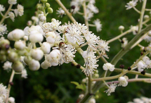 Flor cohosh preta