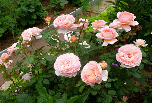 Roses de la variété Abraham Derby