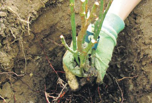 Plantando uma roseira