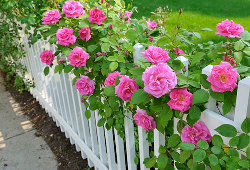 Florescendo em spray rosas