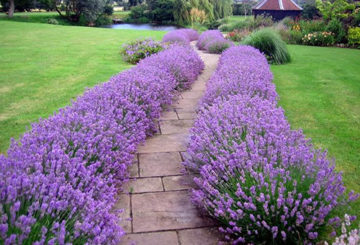 Sempadan lavender