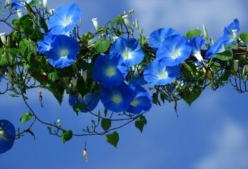 gloire du matin bleu en fleurs