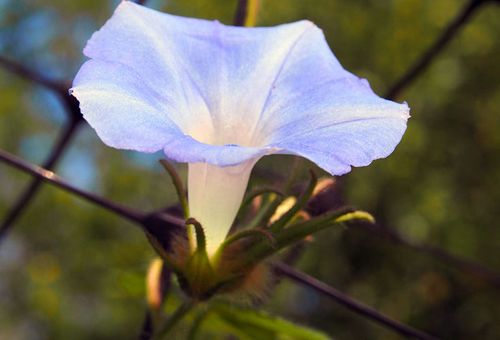 bunga bulan noctiflora kegemilangan pagi