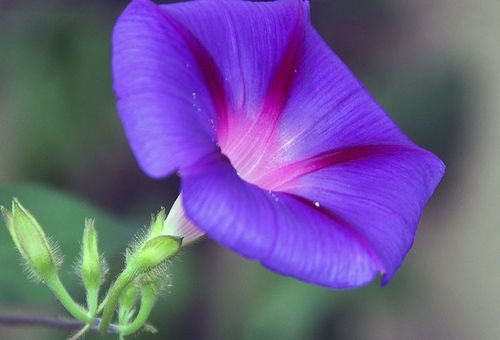 Ipomoea driekleur