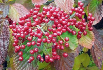 Viburnum comum