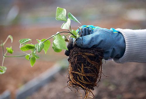 Príncipe germinado con semillas antes de plantar en el suelo.