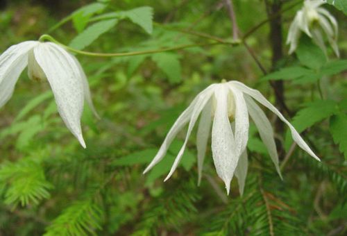 prince de fleurs blanches