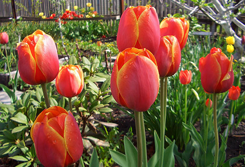 Hoa tulip nở