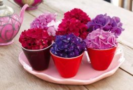 Hoa cẩm tú cầu nhiều màu