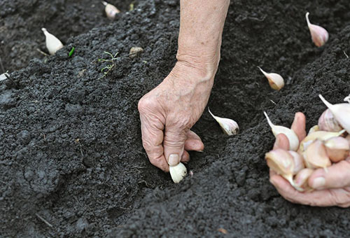 Plantando alho de inverno