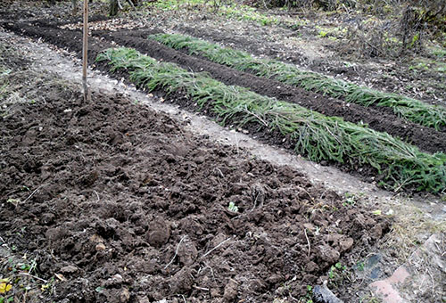 Cavado cama de ajo