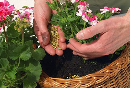 Fertilizando una flor