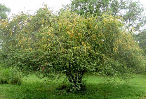 Körsbärsrött plommonträd