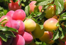 Körsbärsröd plommonfrukter på grenar