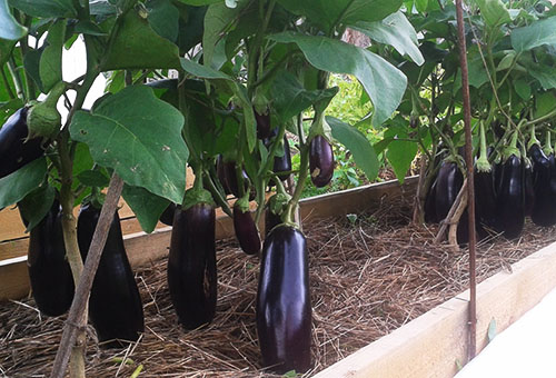 Eggplant on a warm garden