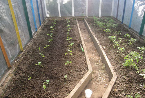 Aubergine groddar i växthuset