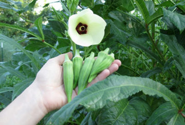 Flor e fruta de quiabo