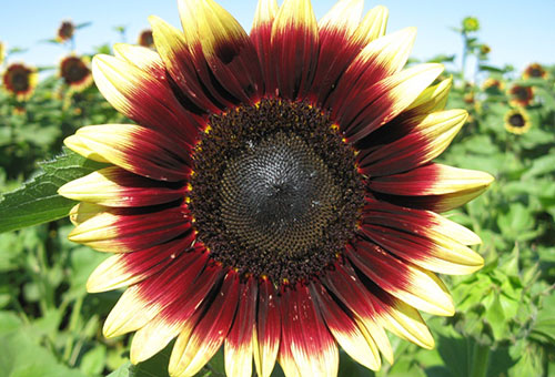 Декоративно слънчогледово цвете