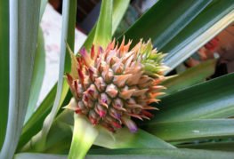 Pineapple ovary