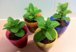 Homemade mint seedlings