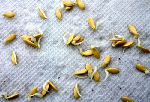 Semințe de castravete încolțite