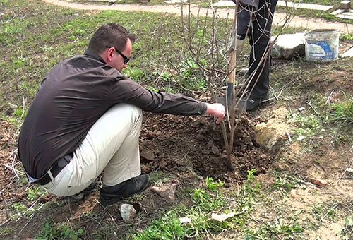 Plantarea unui viburnum bush buddenezh