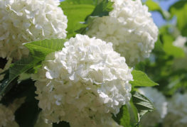 Viburnum blomställningar Buldenezh