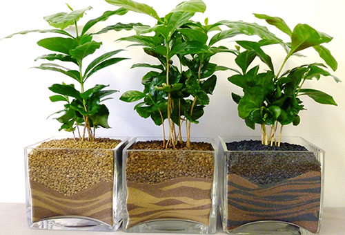 Coffee trees in decorative containers