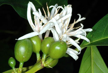 Café en fleurs