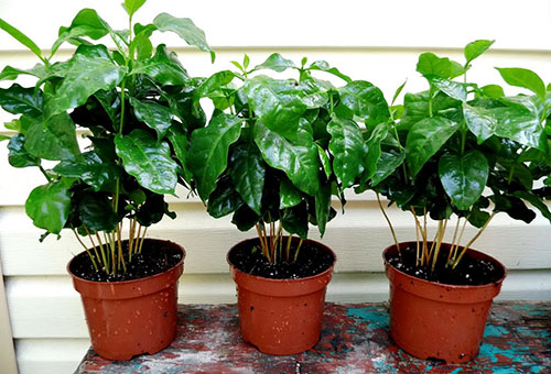 Coffee trees in pots