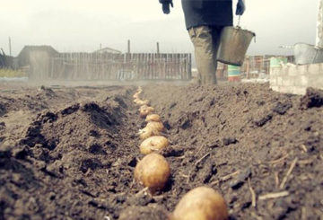 Planter des pommes de terre