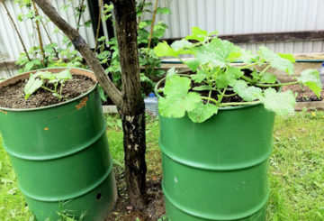 Cultivo de pepinos em barris de estanho