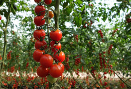 Зрели чери домати