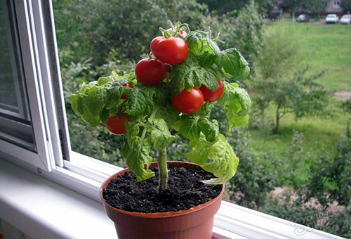 Lågväxande tomat för odling på balkongen