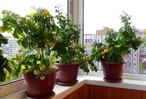 Tomater mognar på balkongen