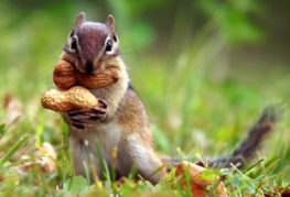 Veverica s arašidmi