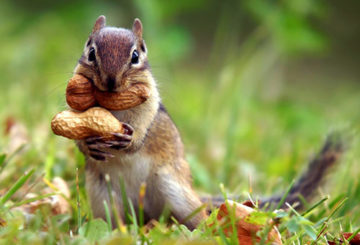 Chipmunk dengan kacang tanah