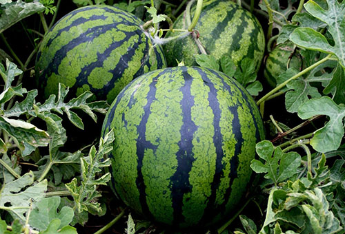 Ripening watermelons