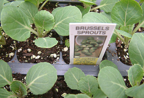 Plantor i Bryssel groddar