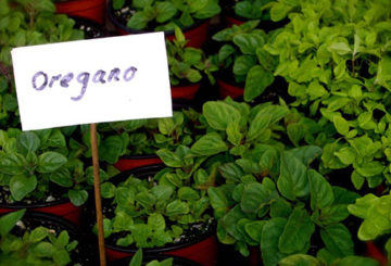 Oregano yang semakin meningkat