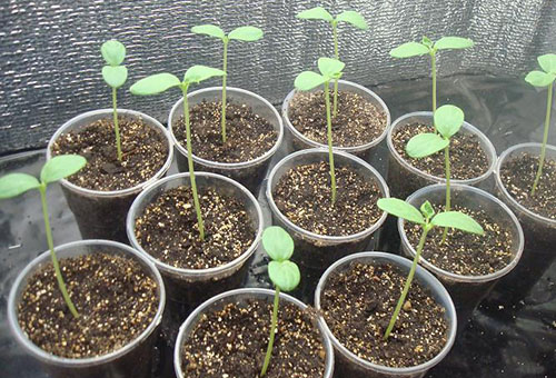 زراعة البطيخ في المناخات الباردة
