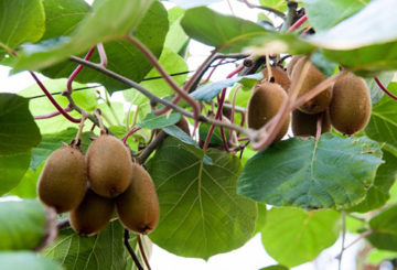 Penuaian kiwi